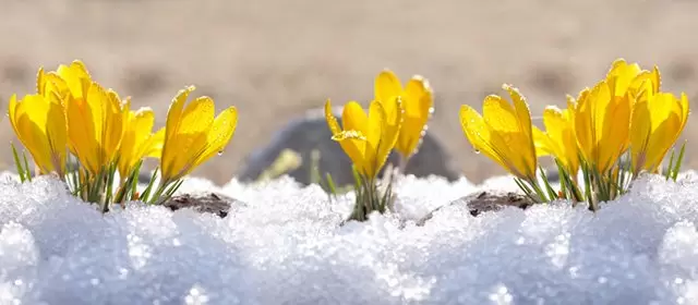 Horoskop för Söndag 25 Januari 2026