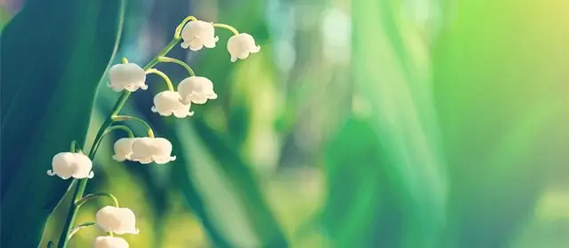 Horoskop för Torsdag 1 Maj 2025