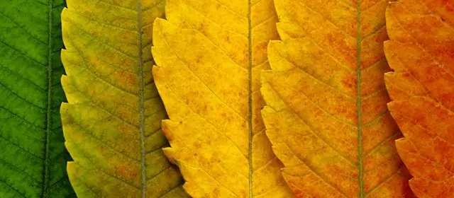 Horoskop för Lördag 4 Oktober 2025